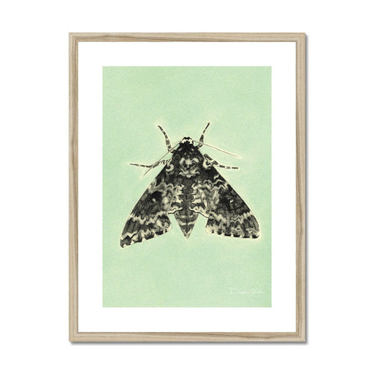 Rustic Sphynx Moth Framed & Mounted Print.