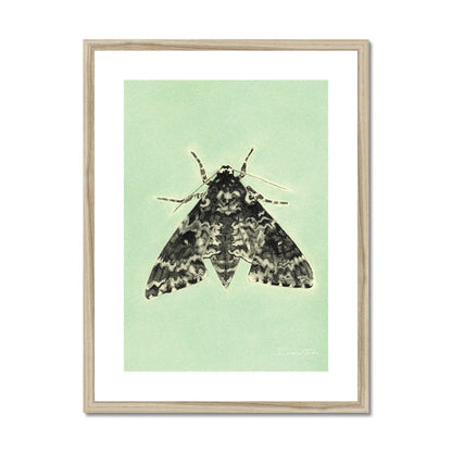 Rustic Sphynx Moth Framed & Mounted Print.