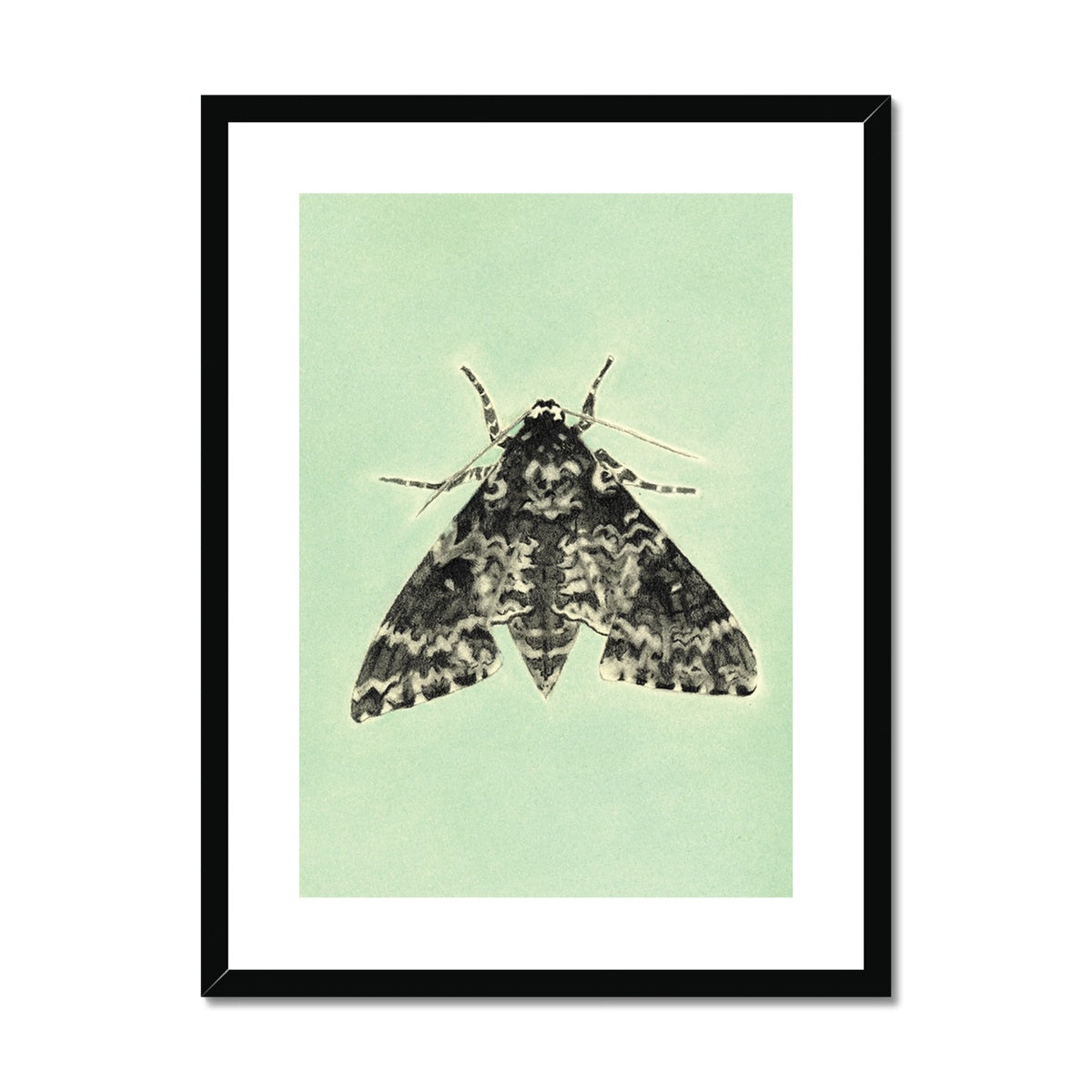 Rustic Sphynx Moth Framed & Mounted Print